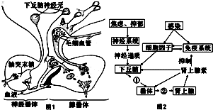 垂体分神经垂体和腺垂体两部分,下丘脑不同神经元的轴突进入垂体内部