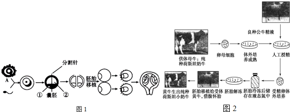 如图1为体外受精和胚胎分割移植的相关操作,据图1回答问题