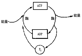 如下图是细胞内atp与adp相互转化的图示,请据图回答(1)在人体内,图示