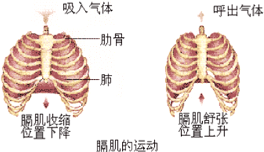 肋骨上升,膈舒张而上升b.