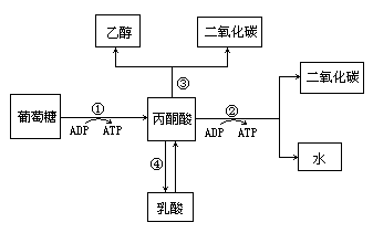 葡萄糖代谢途径图图片