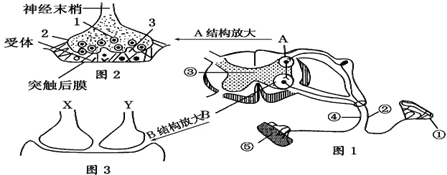 如圖是一個反射弧和突觸的結構示意圖,根據圖示信息回答下列問題