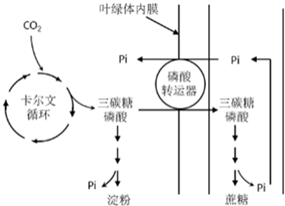 植物葉肉細胞光合作用的暗反應,蔗糖與澱粉合成代謝途徑如圖所示.