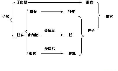 花生种子属于双子叶植物,种子由种皮和胚组成,胚由胚芽,胚轴,胚根