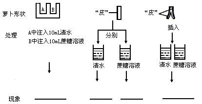 觀察植物細胞滲透作用,給出蘿蔔,蔗糖溶液,清水及有關器皿,請設計實驗