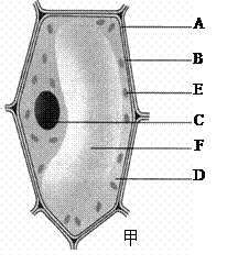 下圖是植物細胞和動物細胞的結構示意圖,據圖回答問題