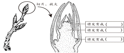 植物芽的结构图图片