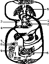 如圖為人體血液循環模式圖,請據圖回答