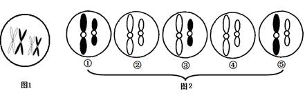 根据图中的染色体类型和数目,判断最可能来自同一个次级精母细胞的是