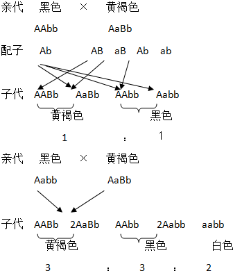 AaBb基因连锁图解图片