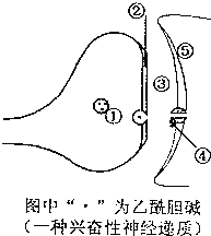 如過多的乙烯利會抑制乙酰膽鹼酯