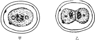 【圖甲,乙表示用顯微鏡觀察馬蛔蟲受精卵(2n=4)卵裂裝片時,其細胞分裂