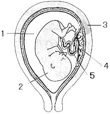 如图是胎儿在子宫的结构示意图