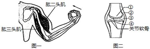 【如圖分別為人體屈肘動作示意圖,請根據回答(方框內填圖中標號):(1)