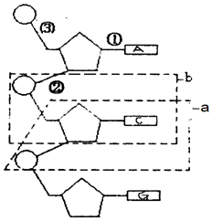 如图为脱氧核苷酸链局部结构图,请据图完成下列问题