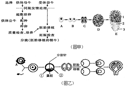 胚胎分割工具图片