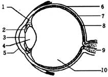 【據眼球結構示意圖,回答:(1)我們俗語中常說的人眼的