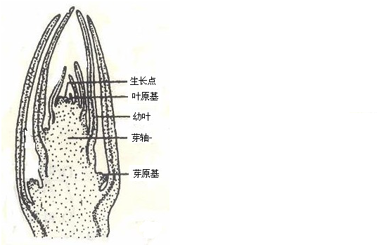 芽和枝条的结构图图片