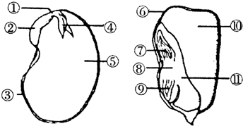下图是蚕豆和玉米种子的结构图,请读图回答问题:([]中填图中数字序号)
