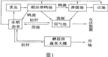 如图1是我国某地区开始尝试的农业生态系统的结构模式图,请据图回答